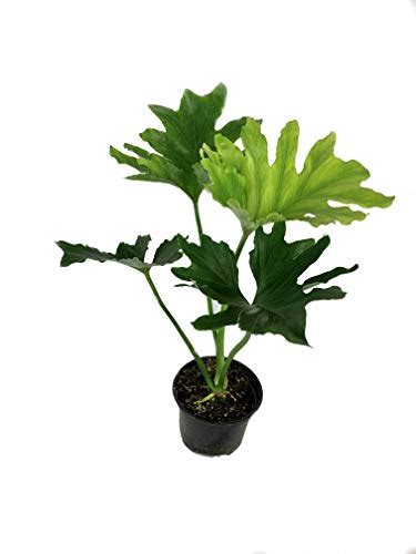 Split Leaf Philodendron Pruning Helpful Guide Gardening Tips And Tricks