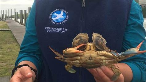 Unusual blue crab caught in the Chesapeake Bay | WBFF