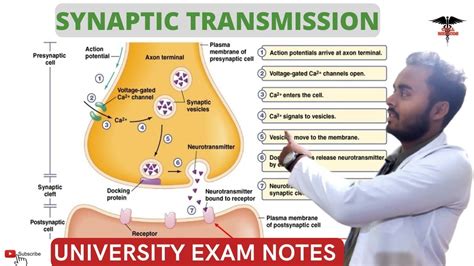 Synaptic Transmission Excitatory And Inhibitory Transmission Cns Physiology Youtube