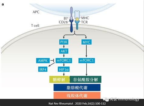 T细胞代谢与功能的关系