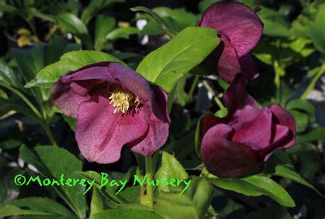 Mbn 1gal Helleborus Orientalis Sgl Red Store The Plant Foundry