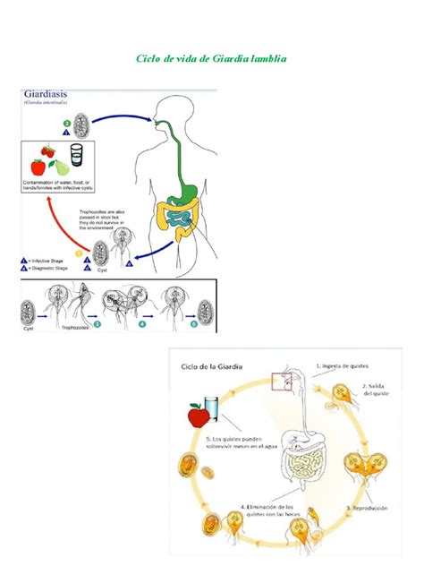 Ciclos De Vida De Parasitos Pdf