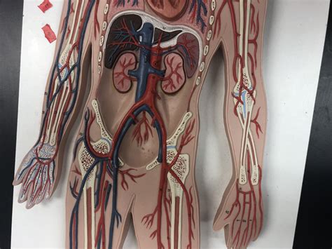 Bio 211 Lab 2 Middle Body Artery And Veins Diagram Quizlet