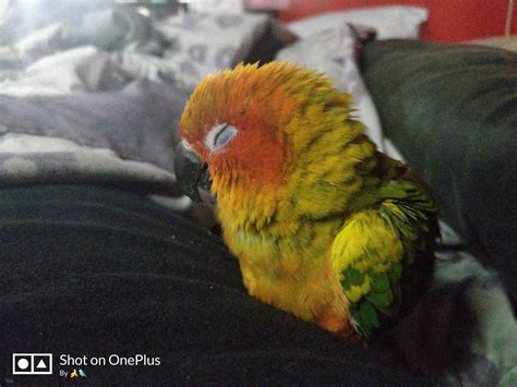 Baby Sun Conure Parrot