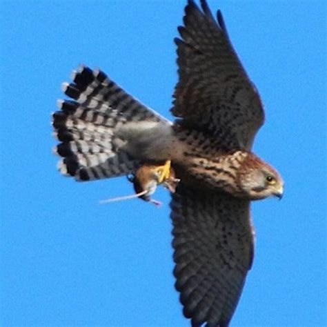 Kestrel Falco Tinnunculus Irish Birding