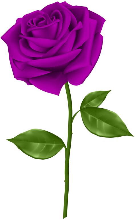 √ Purple Rose Transparent Background