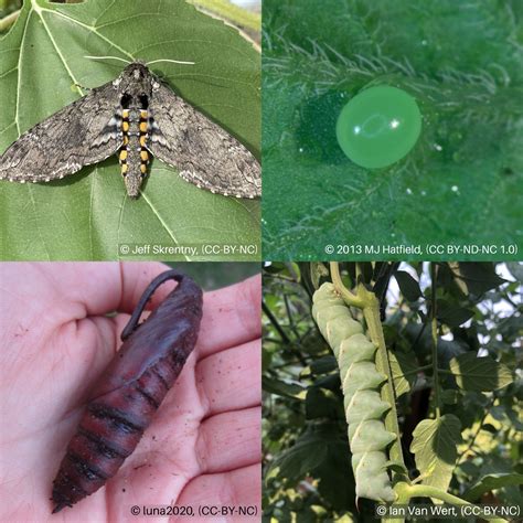 Hornworms Usu