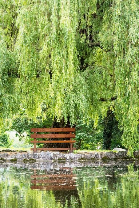 White Willow Bark: The Truth Of Its Acne Powers