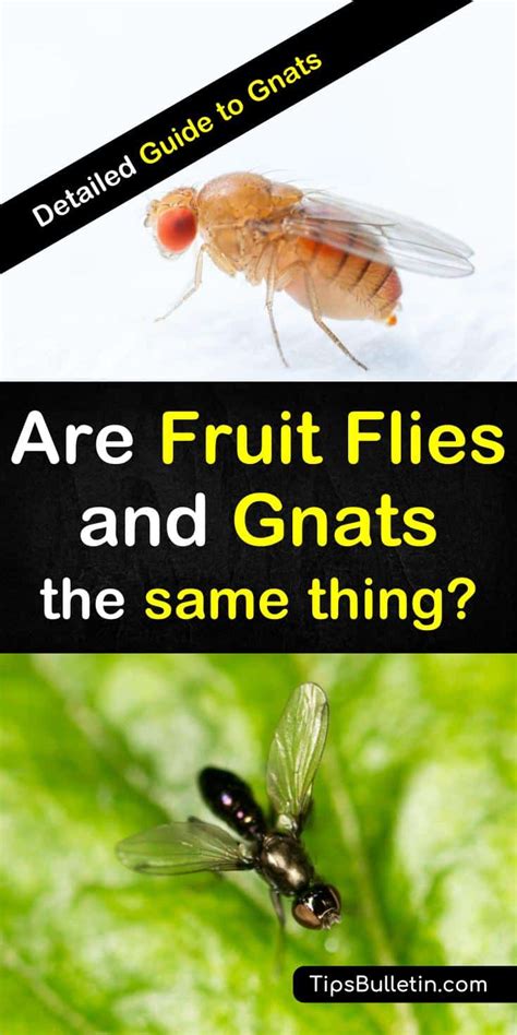 4+ Ways Fruit Flies Differ from Gnats & How to Get Rid of Them All