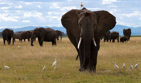 New Study Shows African Elephants Call Each Other By Unique Names