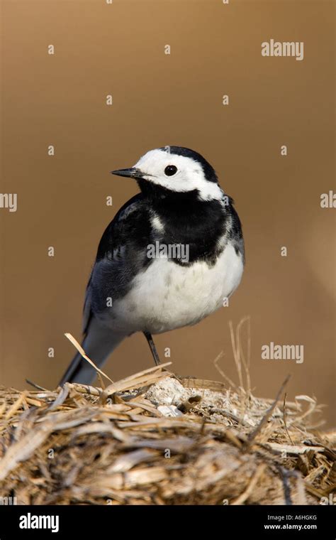 Pied Wagtail Motacilla Alba Standing On One Leg Looking Alert With