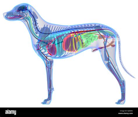 L Anatomie Du Chien Anatomie Interne D Un Chien Photo Stock Alamy