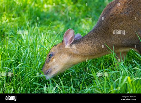 Juvenile Muntjac Deer Hi Res Stock Photography And Images Alamy