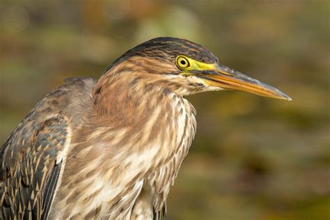 Green Heron — Eastside Audubon Society