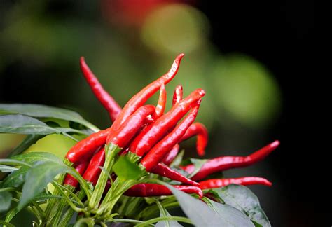 Super Cayenne Pepper Farm Fresh Selects