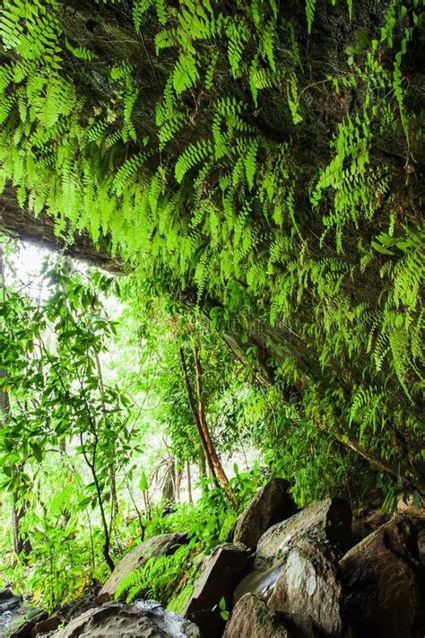 Fantastic Ancient Cave In The Tropical Forest View From Inside The