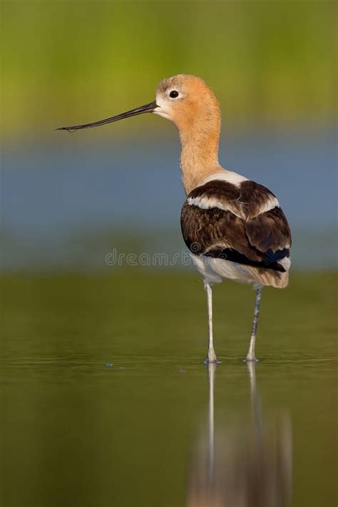 American Avocet Recurvirostra Americana Resting In The Shallow Ponds Of