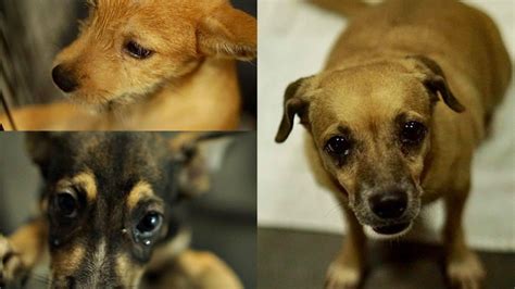 Pets Rescued From Puerto Rico Up For Adoption