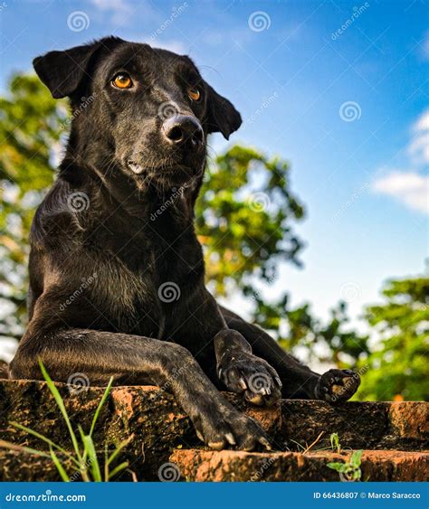 Black guard dog stock image. Image of waiting, head, defense - 66436807