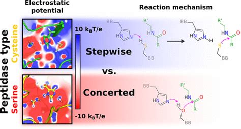 Serine And Cysteine Peptidases So Similar Yet Different How The