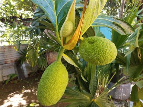 Planta De Frutas De Hueso Húmedo Grande Cultivando Al Aire Libre Imagen