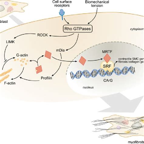 Regulation Of The Actin Mrtf Srf Signaling Axis And Myofibroblast