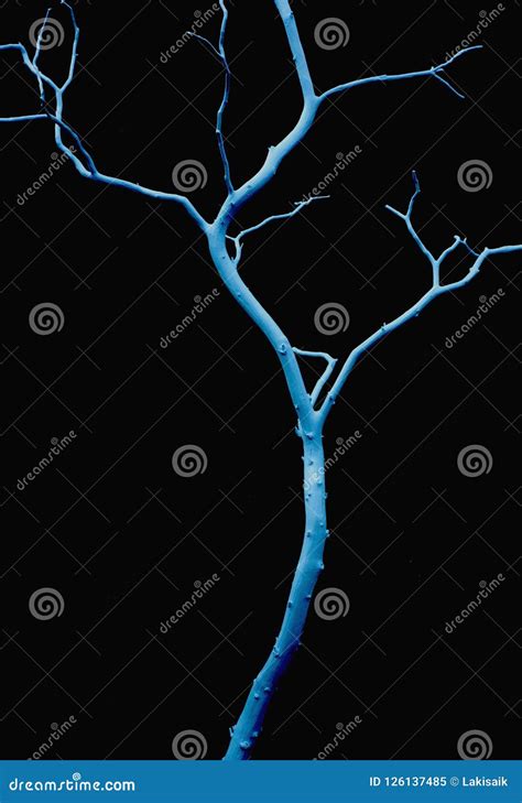 Naked Tree On Black Stock Image Image Of Silhouette 126137485