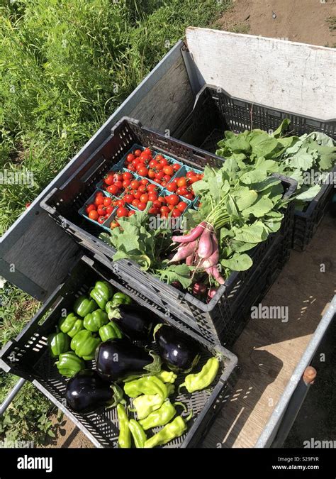 Fresh organic vegetables from farm Stock Photo - Alamy