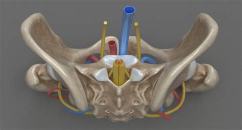 Human Anatomy Pbr 3d Model Of Female Pelvis Kezans Portfolio