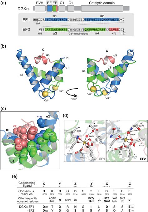 Crystal Structure And Calciuminduced Conformational Changes Of