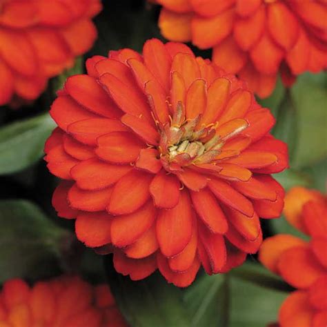 Flowers: Zinnia Zahara Fire Plants - Mountain Harvest Organics