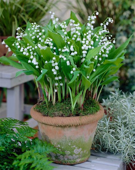 Growing Lily Of The Valley Tips And Tales Longfield Gardens