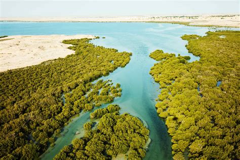 Al Thakira Mangroves Top 5 Things To Do Visit Qatar