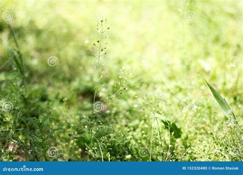 Beautiful Grass Background Landscape Nature Stock Photo Image Of