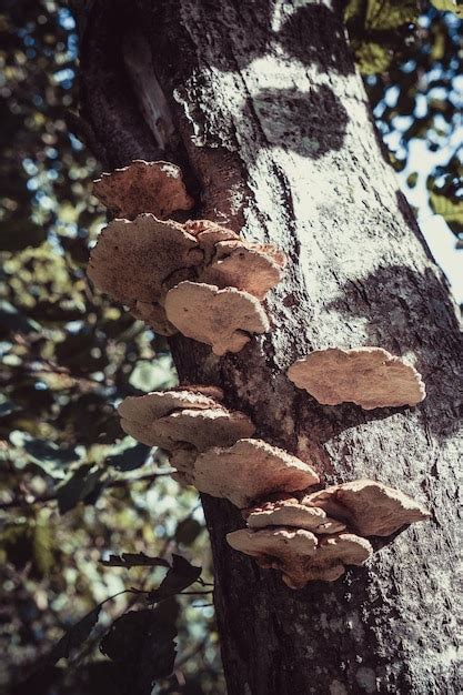 Premium Photo | Tree mushrooms