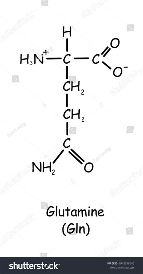 Amino Acid Chemical Structure Glutamine Gln Shutterstock