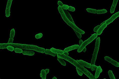 Electron Micrograph Of Segatel Image Eurekalert Science News Releases