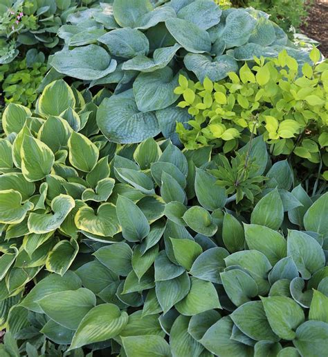 12 Best Companion Plants for Hostas - Longfield Gardens