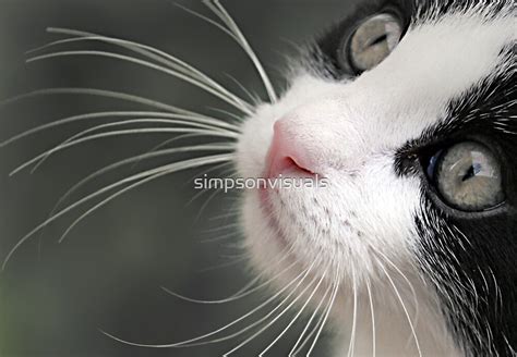 The Cats Whiskers By Simpsonvisuals Redbubble