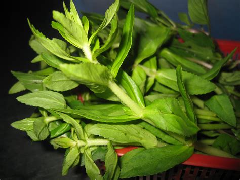 cong dung bai thuoc tu rau ngo tot cho suc khoe