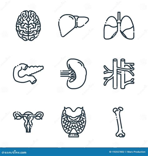 Human Organs Line Icons Linear Set Stock Vector Illustration Of