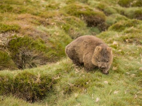 Cradle Mountain Wildlife - Wombats | News at Cradle Mountain Hotel