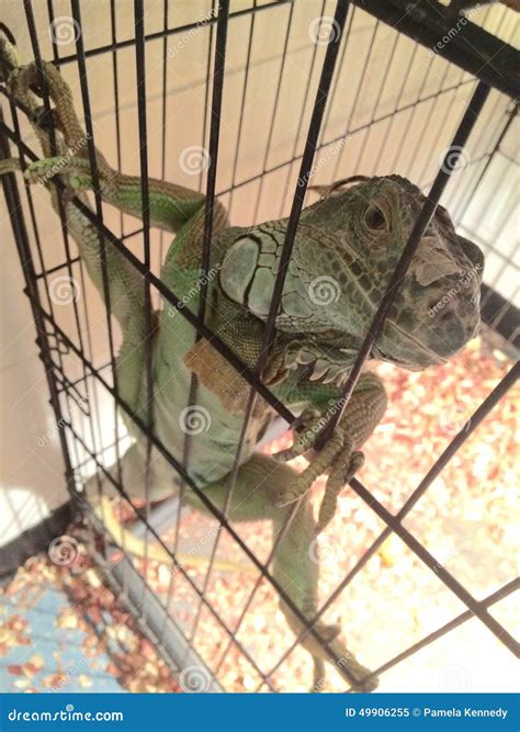 Iguana stock image. Image of iguana, cage, lizard, reptile - 49906255