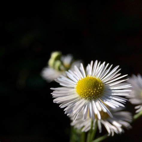 Kostenlose foto Natur blühen Fotografie Wiese Blume Blütenblatt