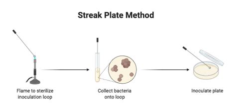 Streak Plate Method 2 BioRender Science Templates