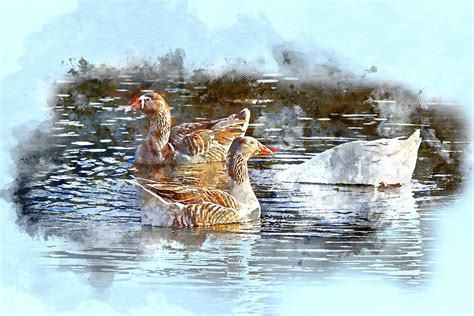 A Digital Watercolor Painting Of Ducks On A Pond Photograph By Michele