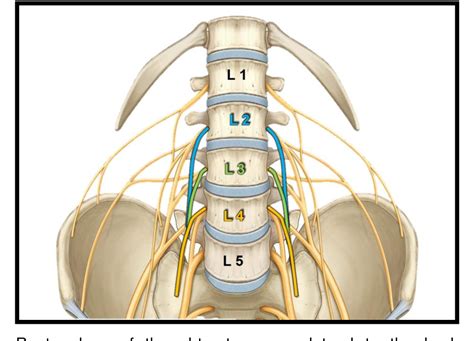 Obturator Nerve Anatomy