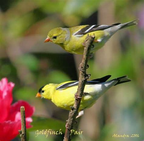 Yellow Finch Beauty Pair Goldfinches