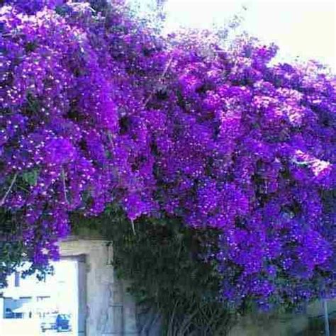Flor Primavera Roxa E Branca - Cores da Flor Primavera: Roxa, Branca, Amarela e Vermelha | Mundo Ecologia