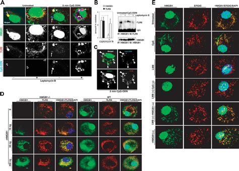 Hmgb1 In Vesicles Is From The Nucleus A Lmb Inhibits Hmgb1